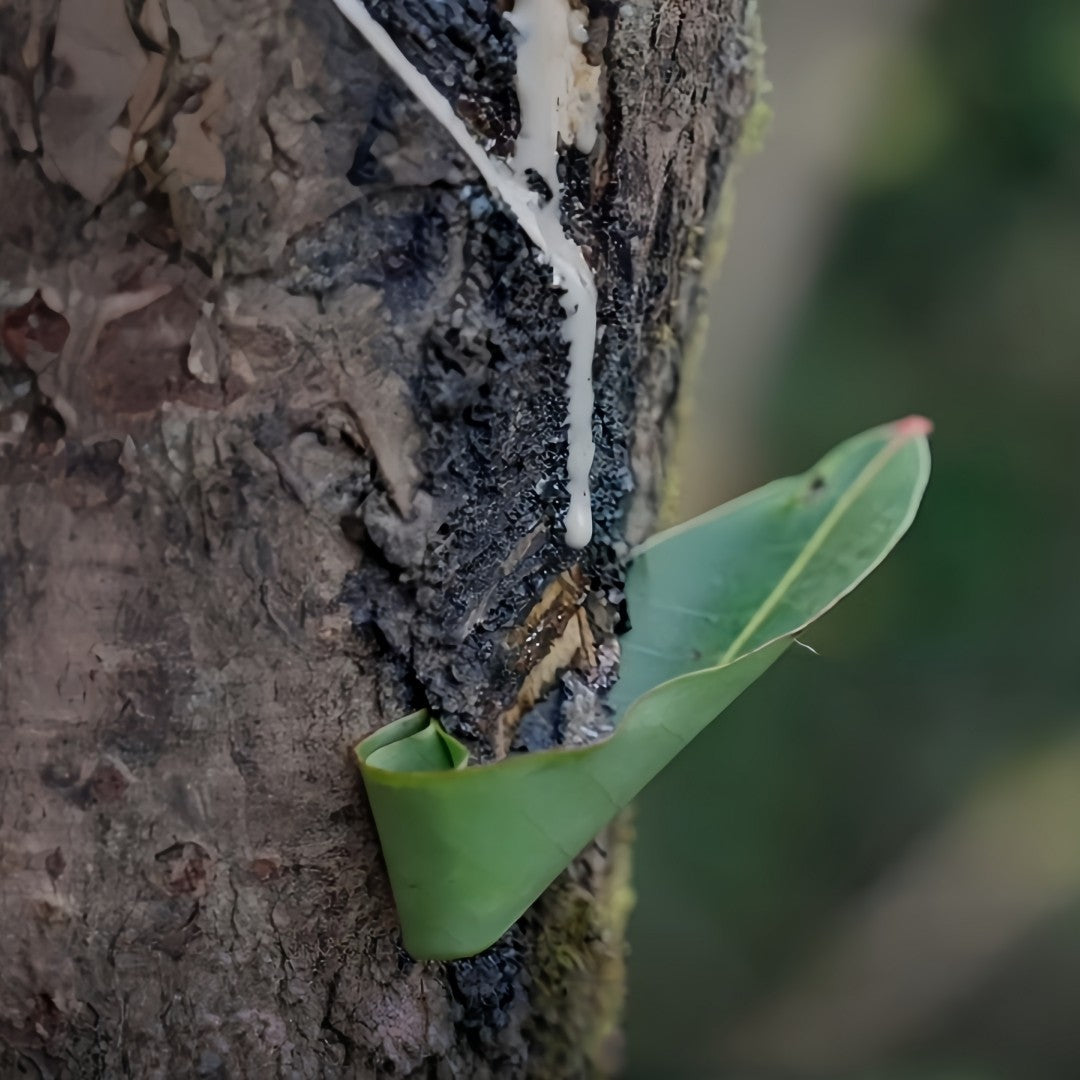 What Is Lacquer in Jewelry? The Ancient, Natural Craft Taking Over US Boutiques